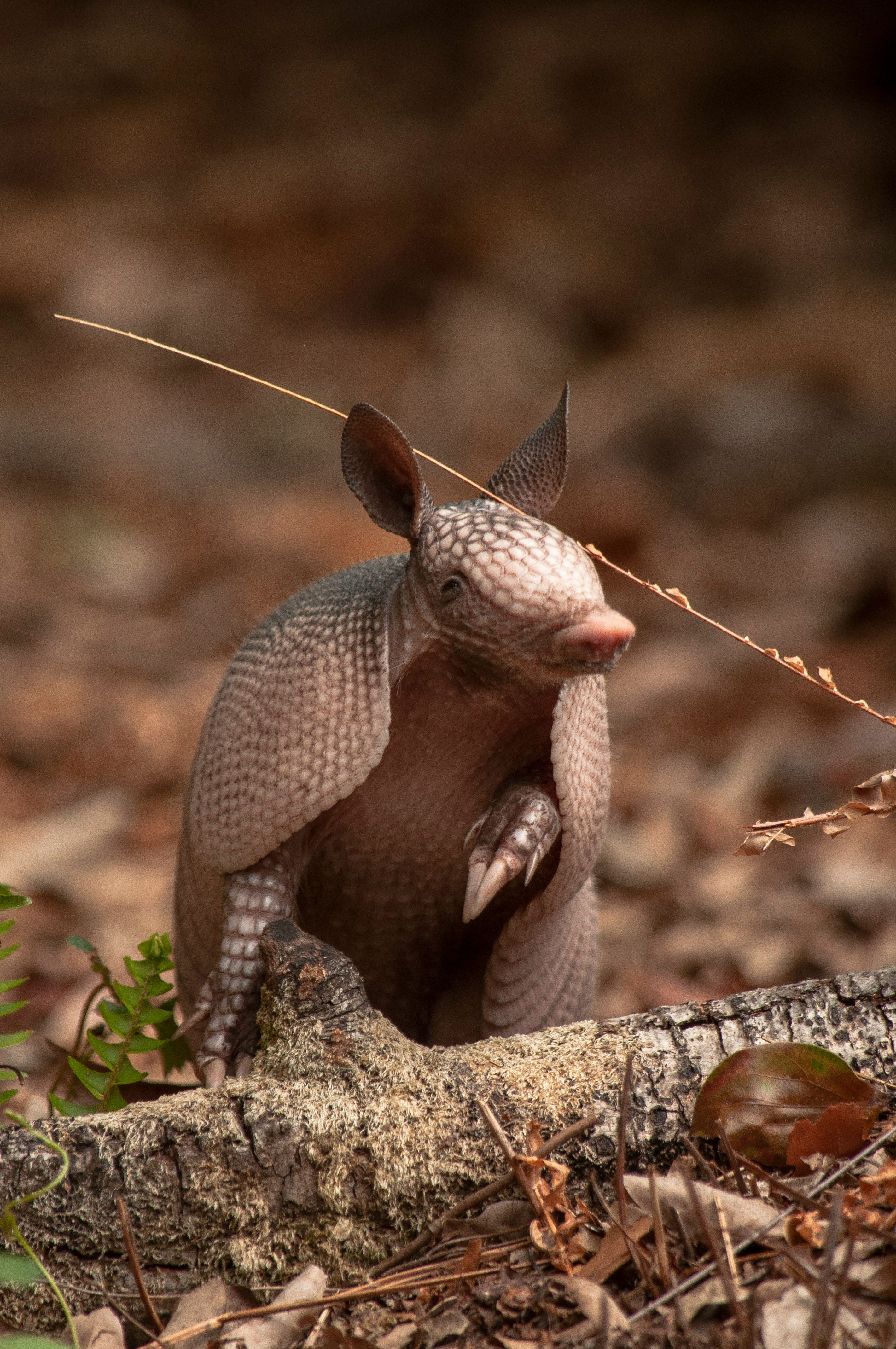 Segmented armadillo armor influencing jewelry and fashion