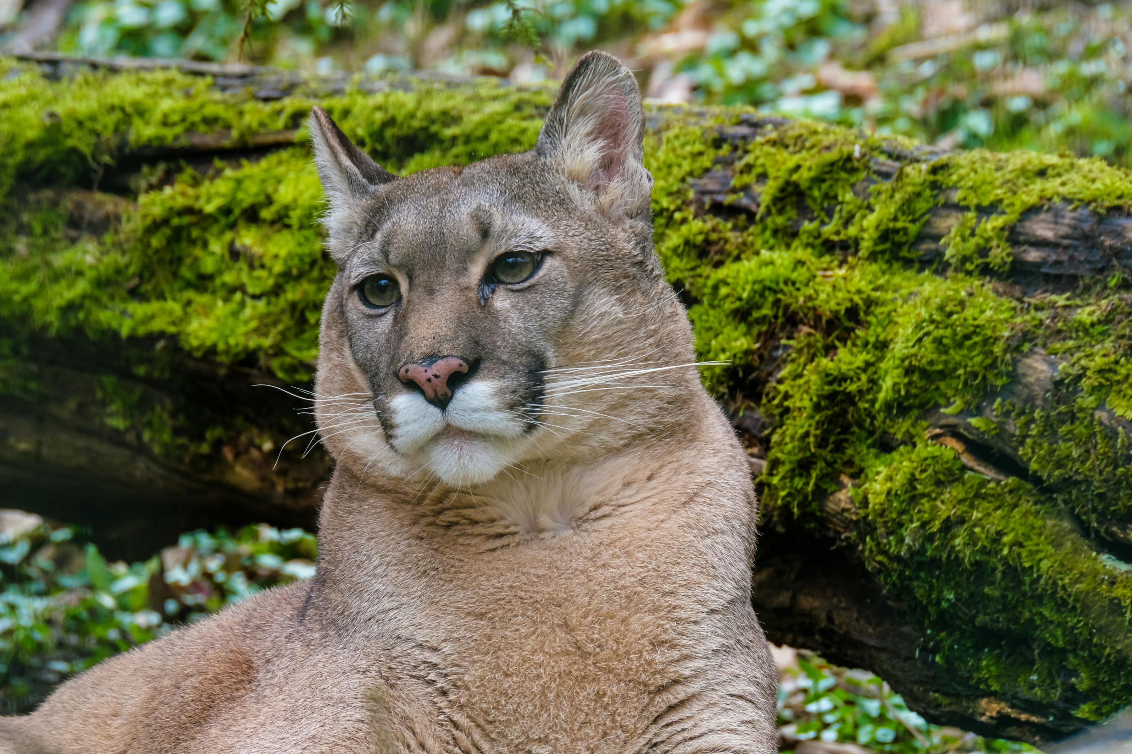 Cougar
