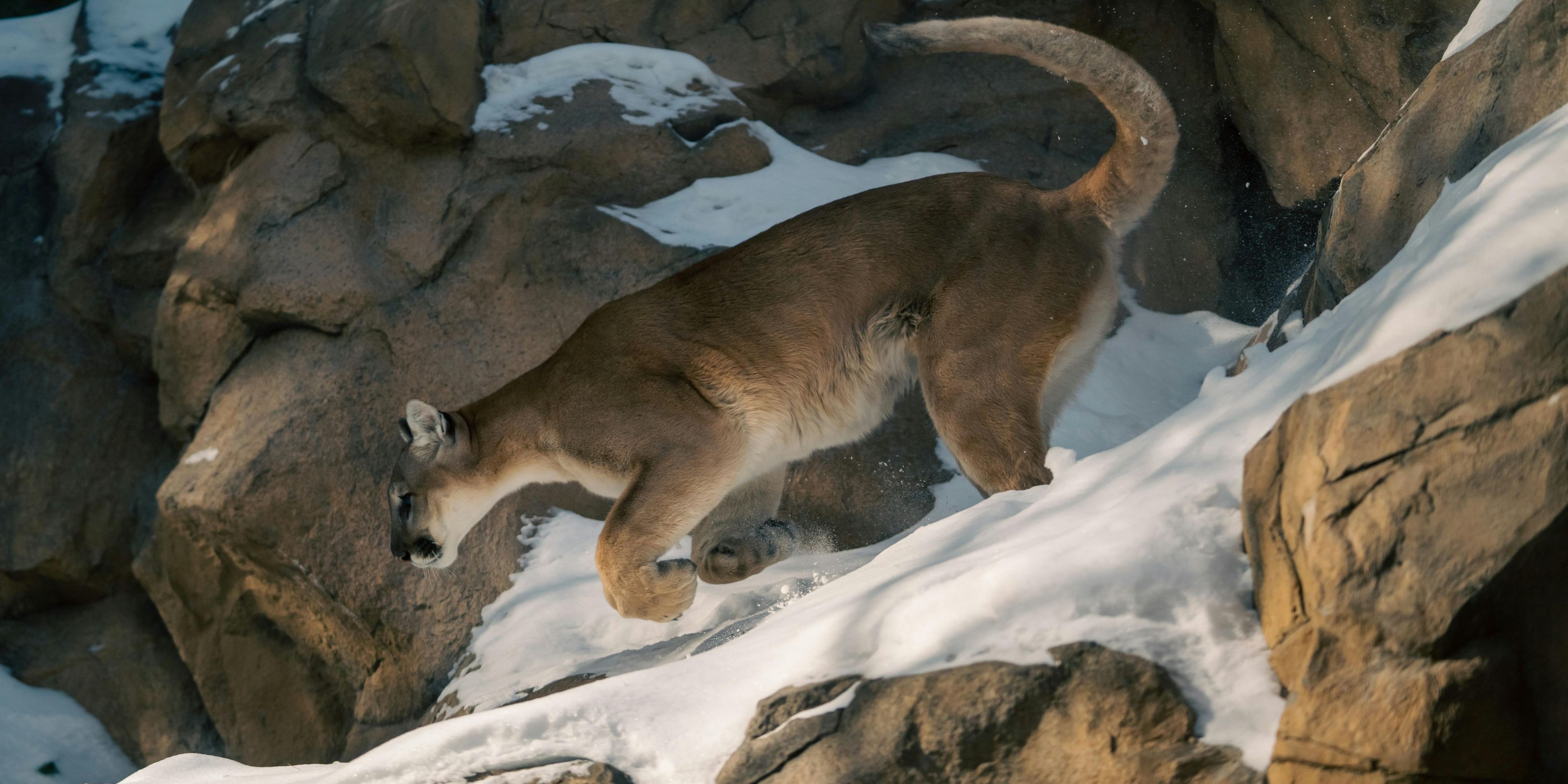 Cougar in the snow